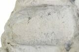 Eocene Fossil Snake Egg - Bouxwiller, France #366881-1